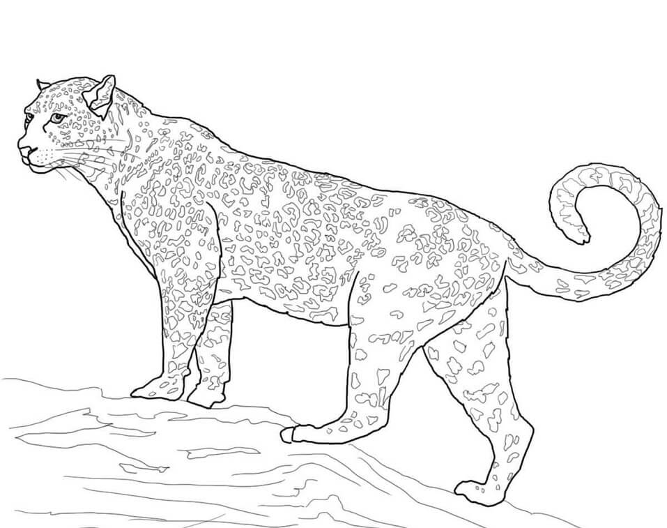 Desenho deJaguar, Gato Grande para colorir