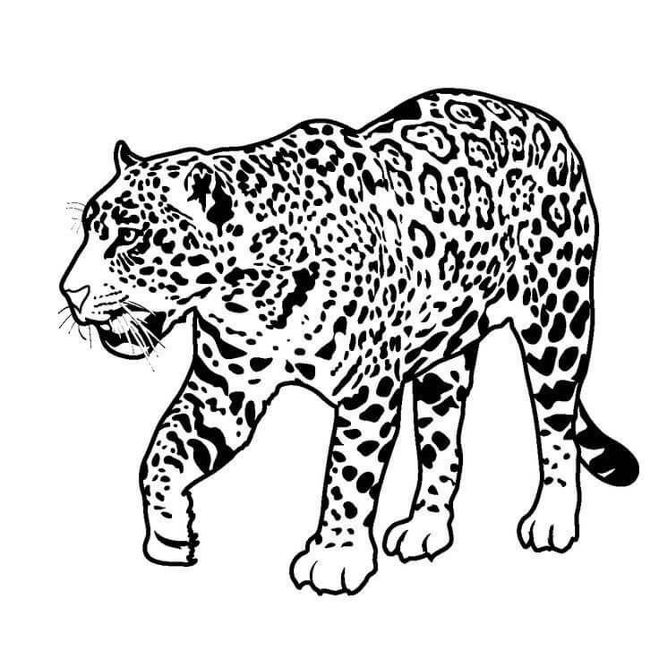 Desenhos de Jaguar para colorir