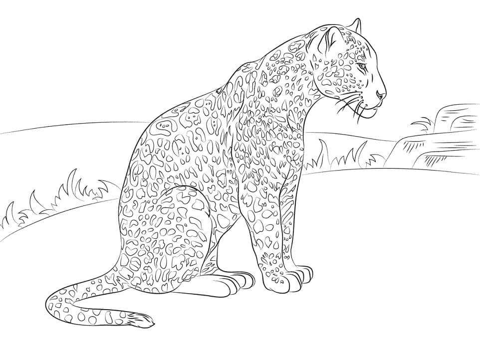 Desenhos de Animais Selvagens para colorir