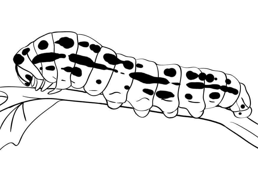 Desenho deLagarta 15 para colorir