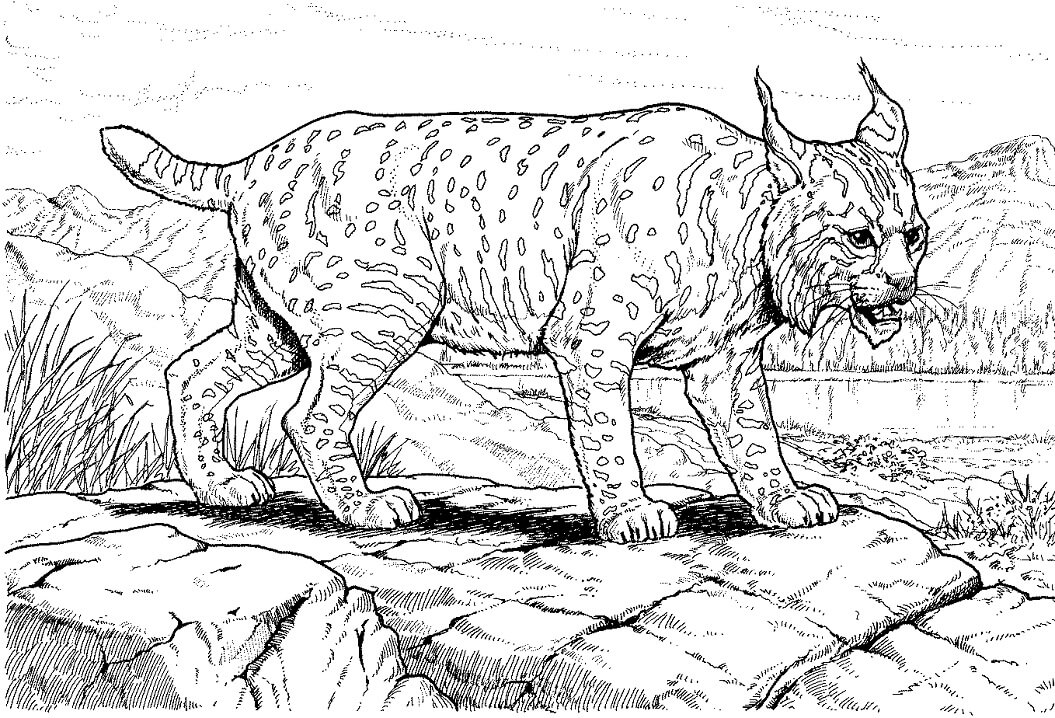 Desenho de Lynx Normal 4 para colorir