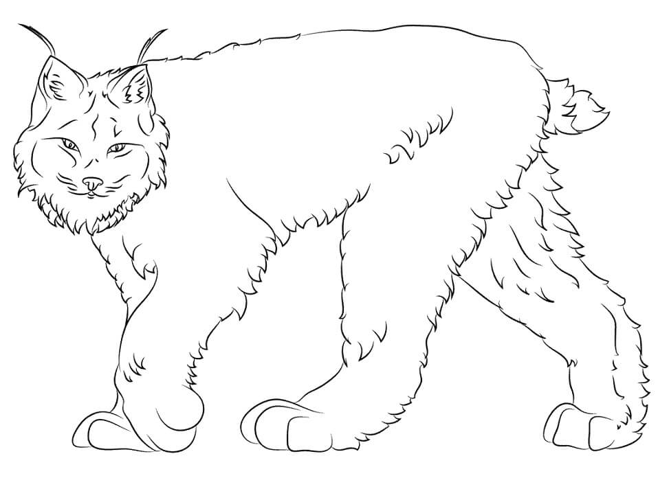 Desenho de Lynx Normal para colorir