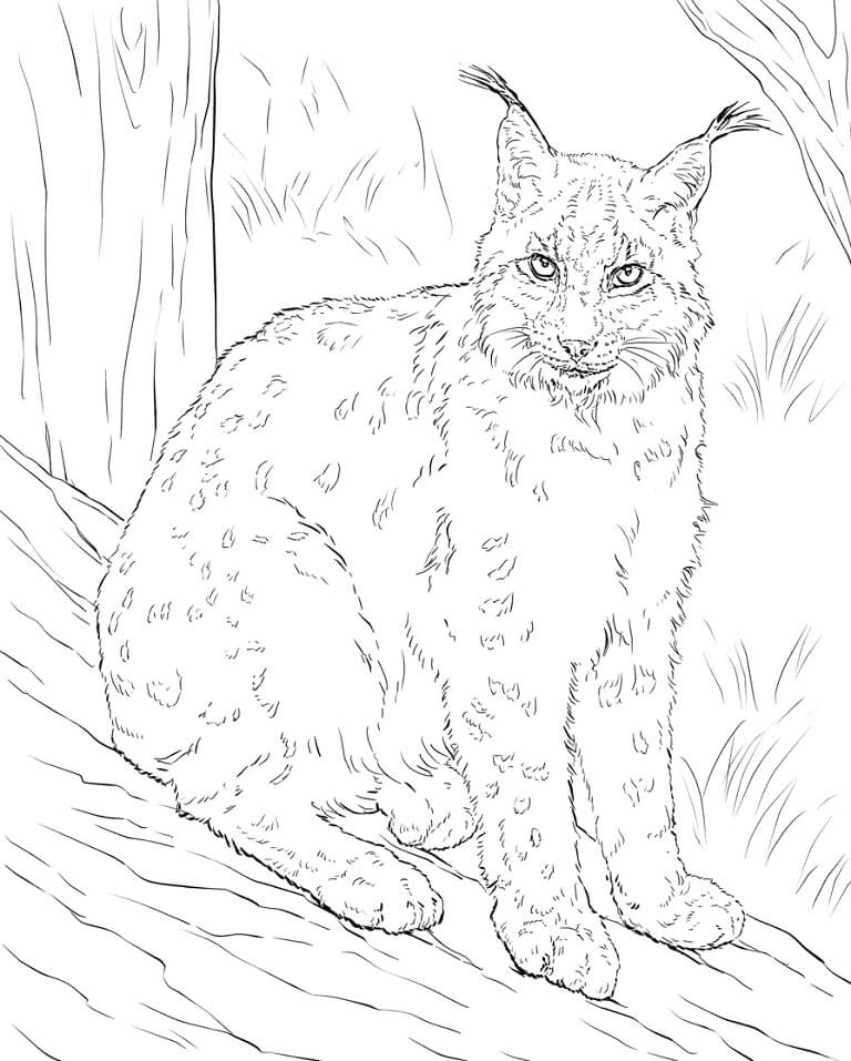 Desenho de Lynx Selvagem 4 para colorir