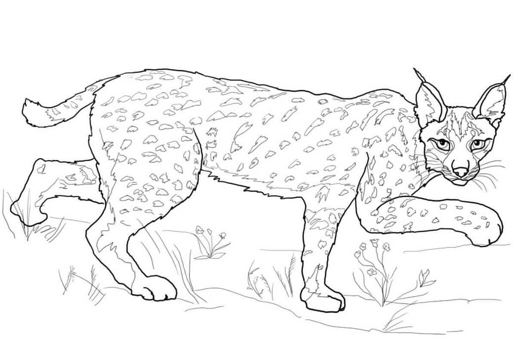 Desenho de Lynx Selvagem 5 para colorir