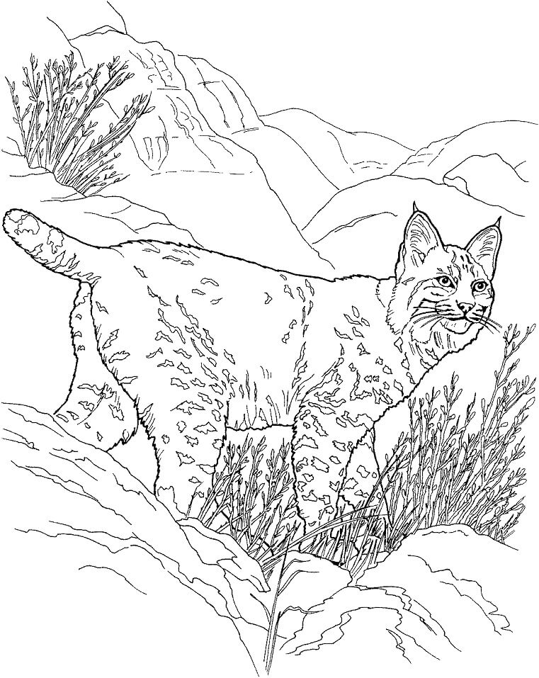 Desenho de Lynx Selvagem 6 para colorir