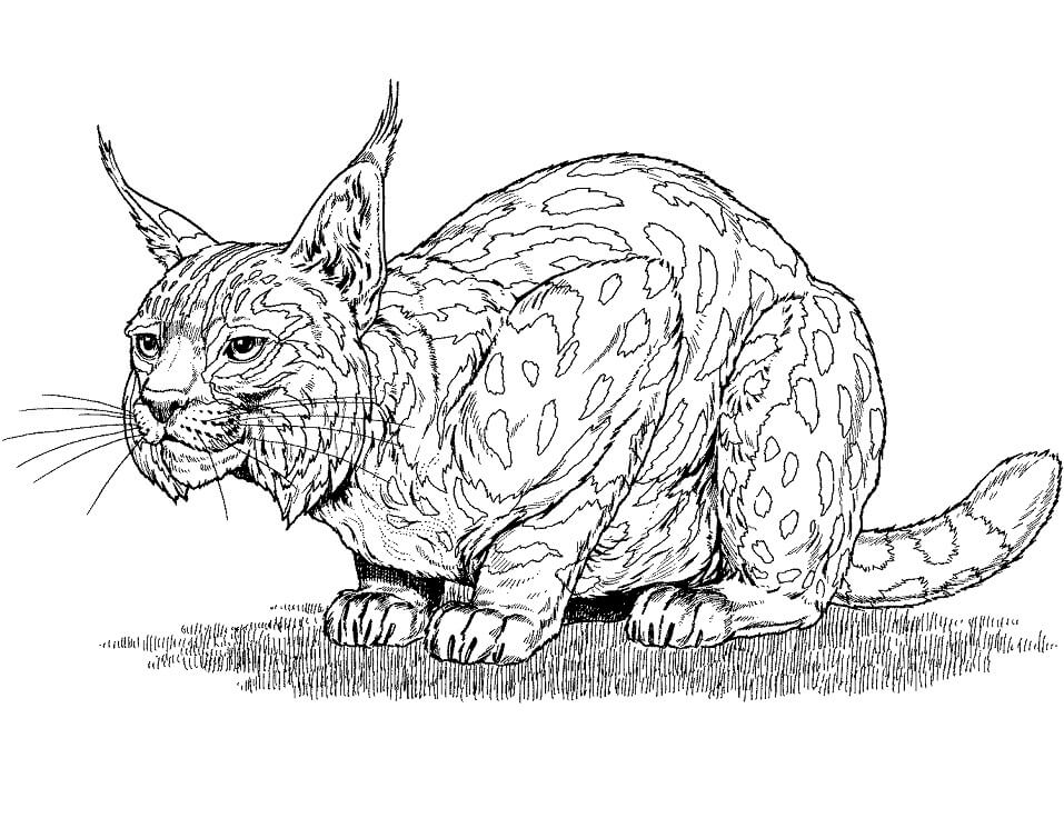 Desenho de Lynx Selvagem 8 para colorir