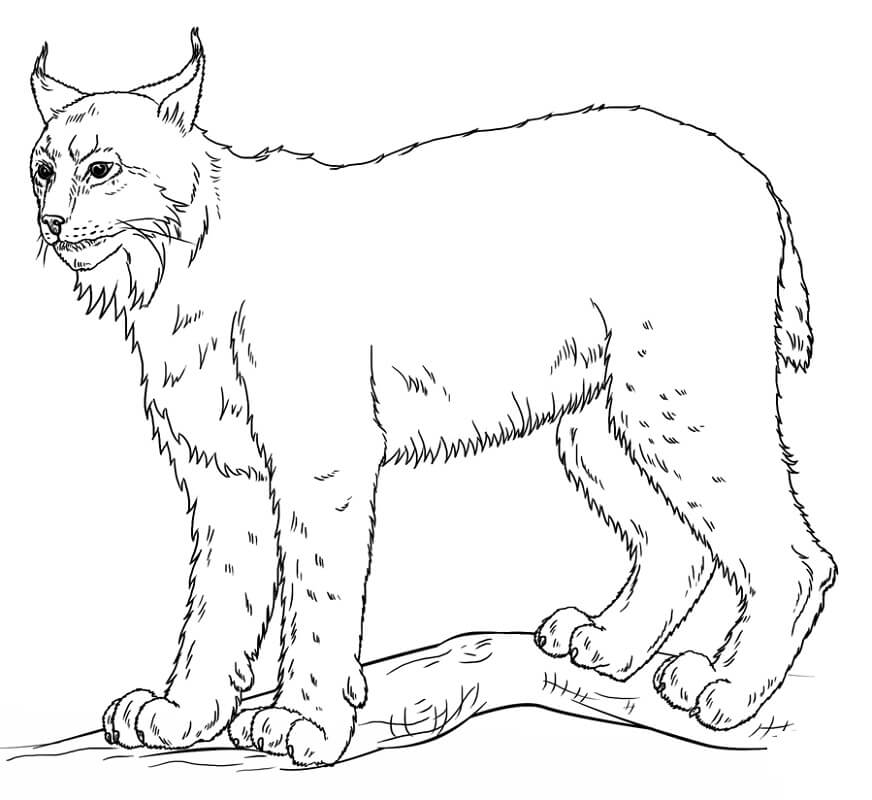 Desenhos de Lynx para colorir