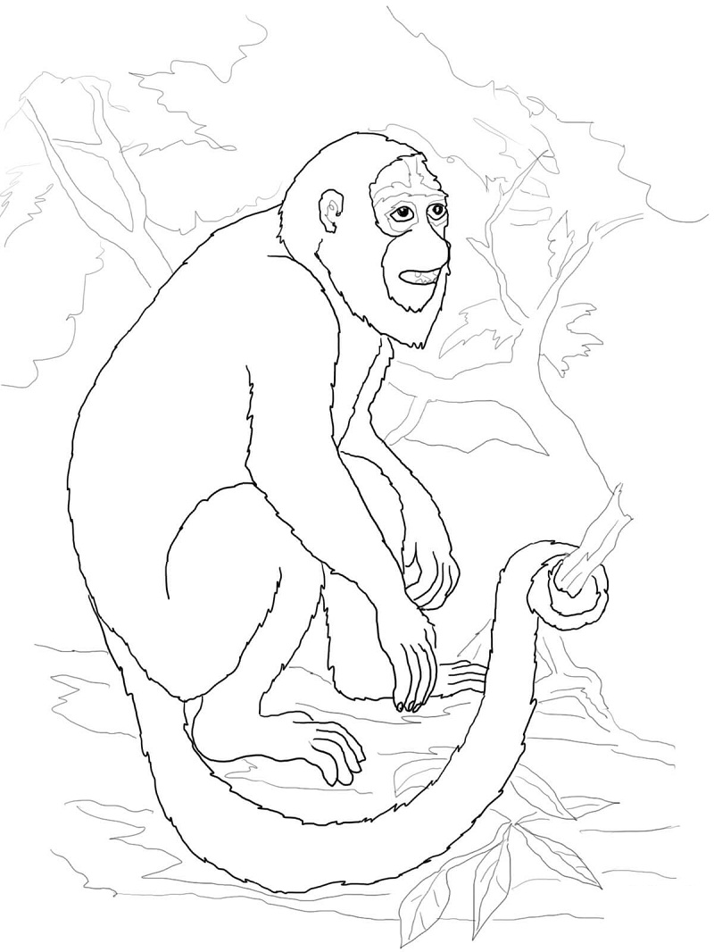 Desenho demacaco normal para colorir