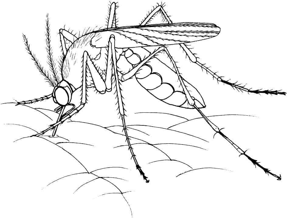 Desenho deMosquito 3 para colorir