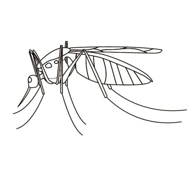 Desenho deMosquito 9 para colorir