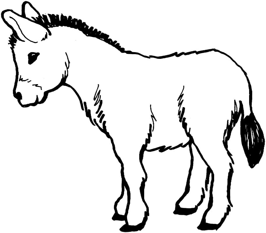 Desenho dePequeno Burro para colorir