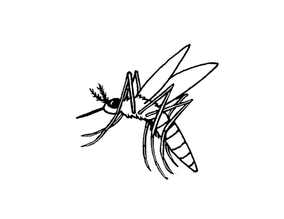 Desenho dePequeno Mosquito para colorir