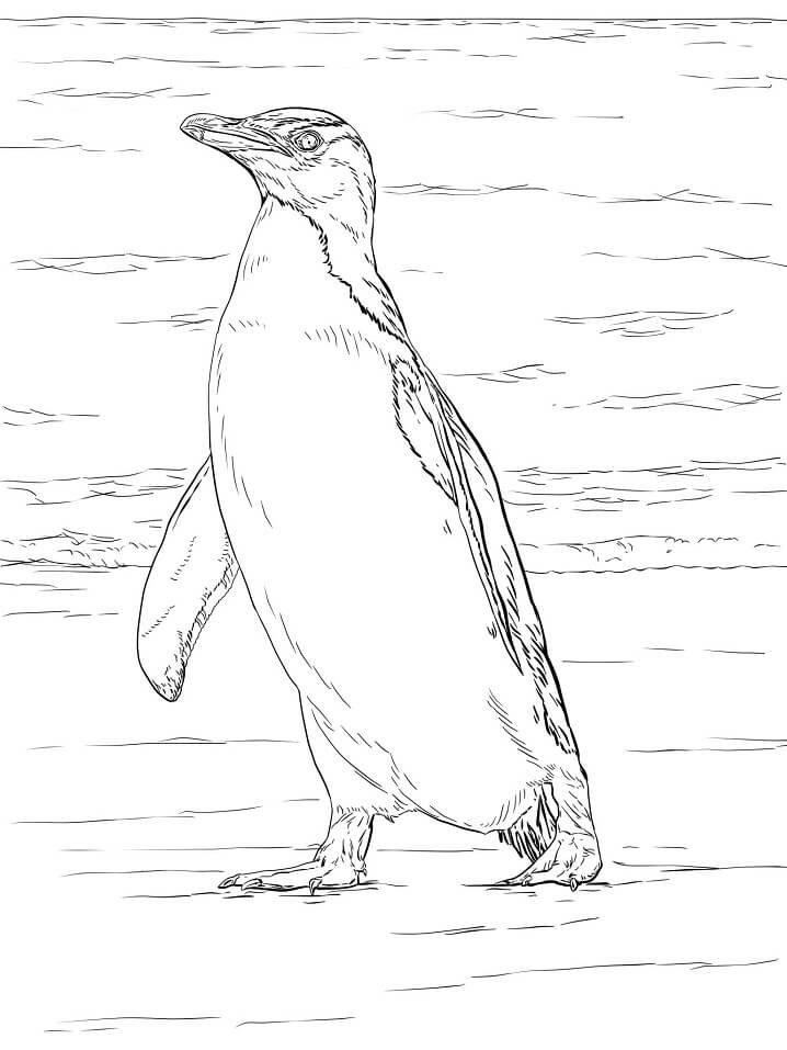 Desenho de Pinguim 4 para colorir