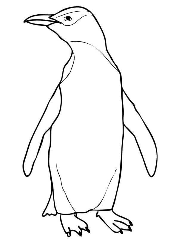 Desenho de Pinguim 7 para colorir