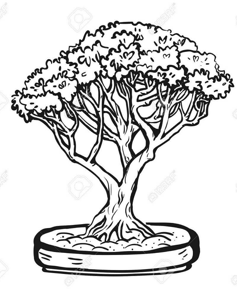 Desenho dePlanta Bonsai 1 para colorir