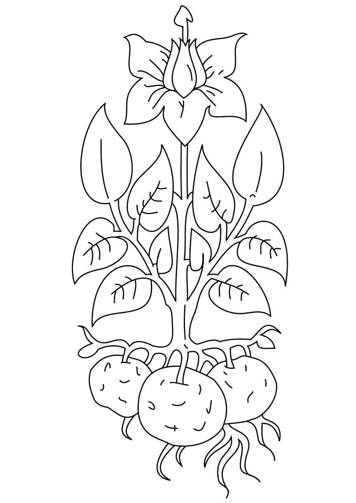 Desenho dePlanta de Batata 1 para colorir