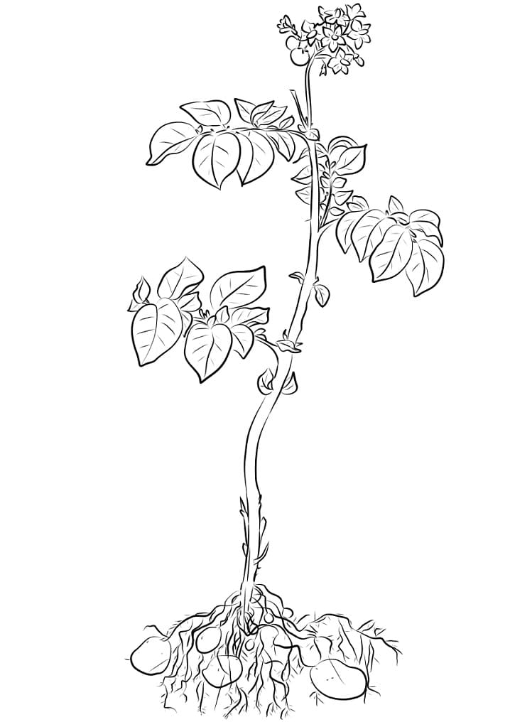 Desenho dePlanta de Batata para colorir