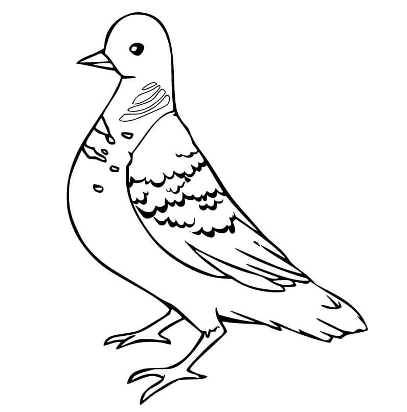 Desenhos de Pombo para colorir