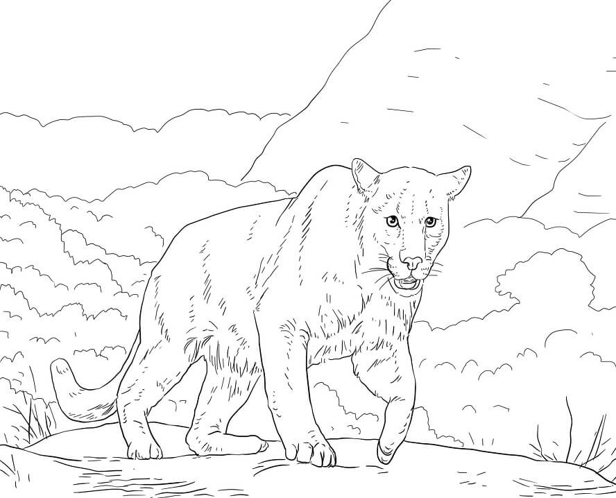 Desenho de Puma Agachado para colorir