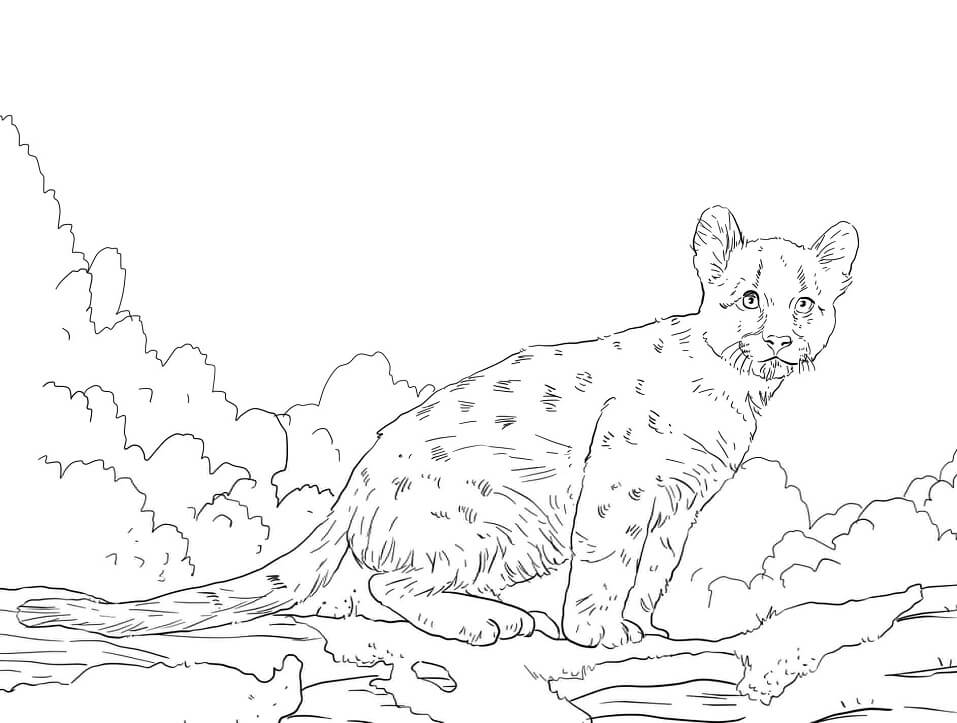 Desenho de Puma 5 para colorir