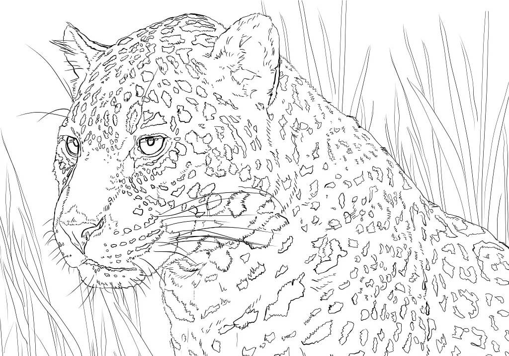 Desenho deRetrato de Jaguar para colorir