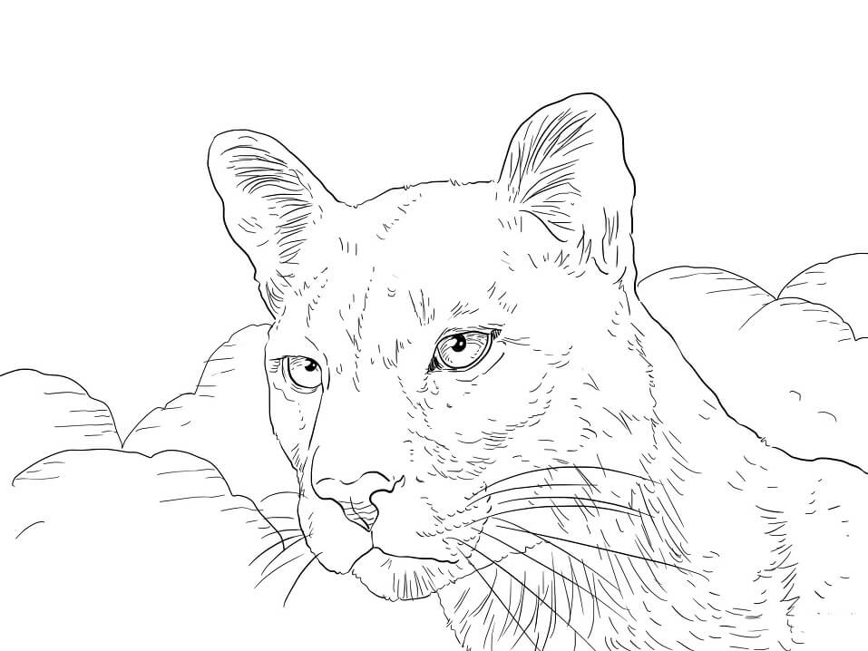 Desenho deRetrato de Puma para colorir