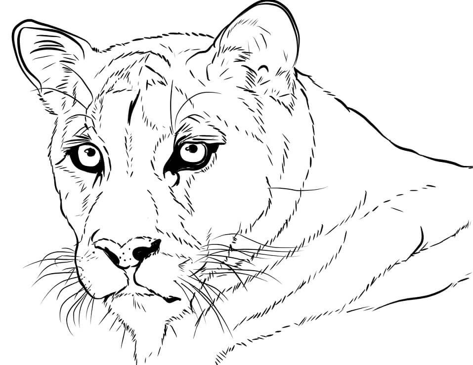 Desenho de Rosto de Puma 1 para colorir