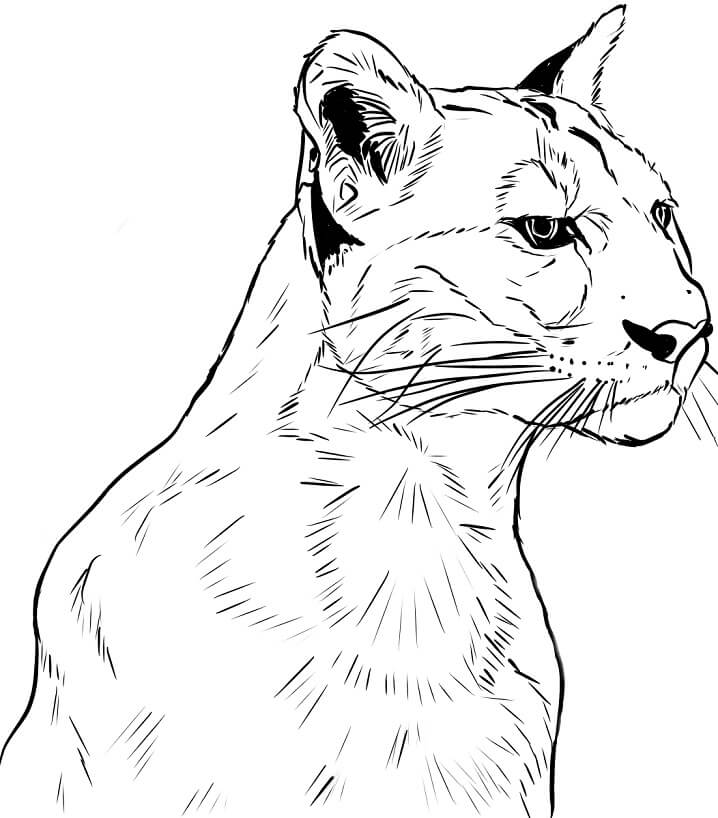 Desenho de Rosto de Puma para colorir