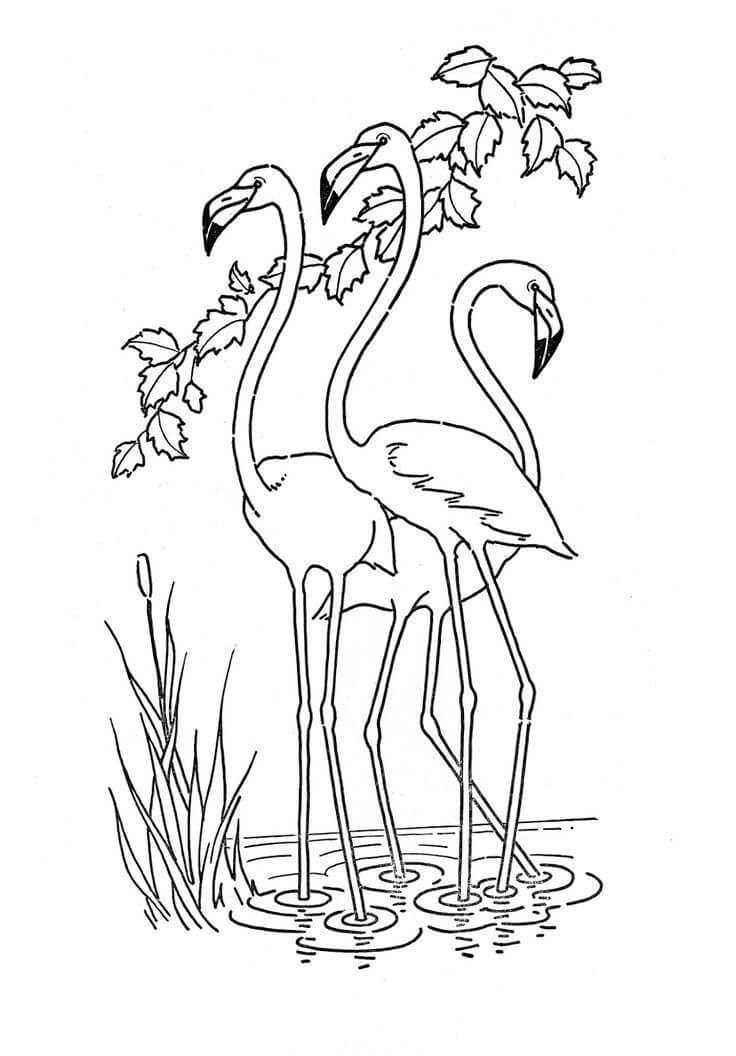 Desenho de Três Flamingos para colorir