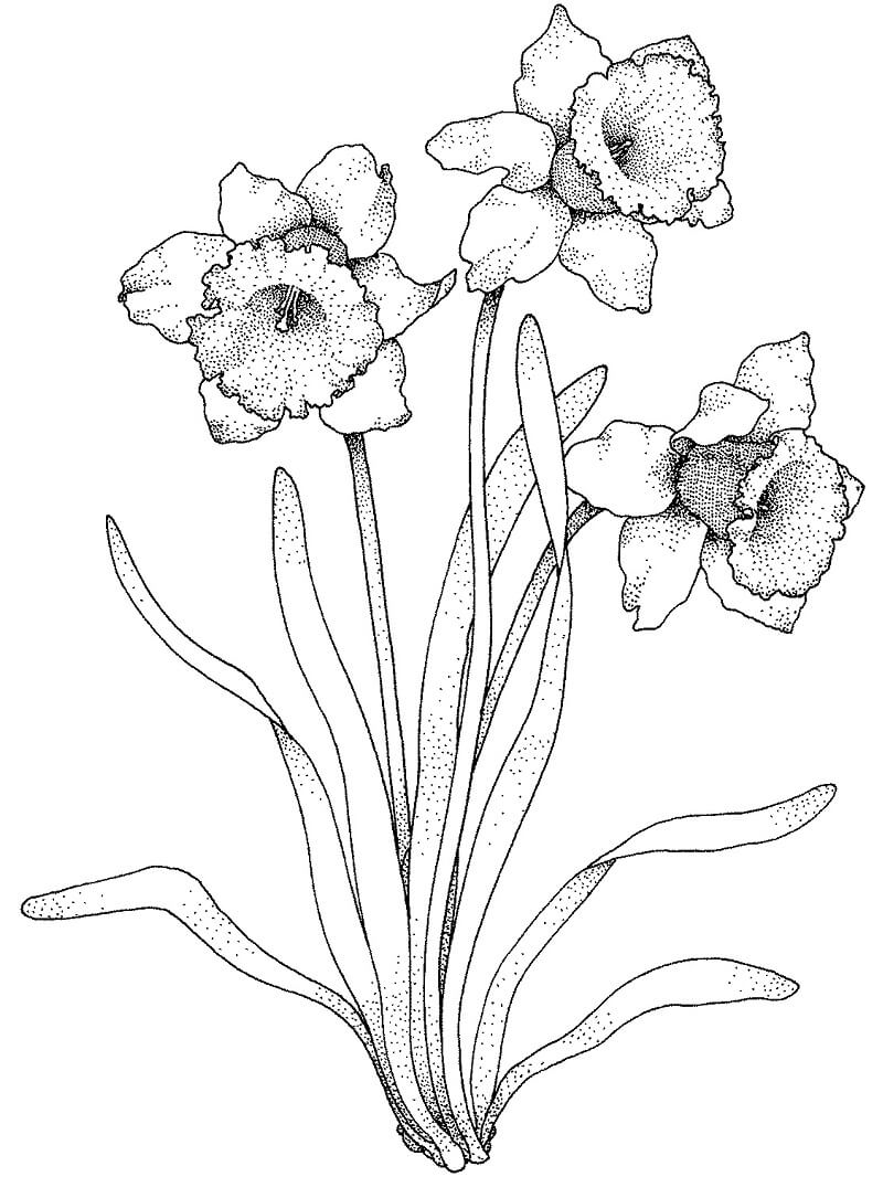 Desenho deTrês Narcisos para colorir