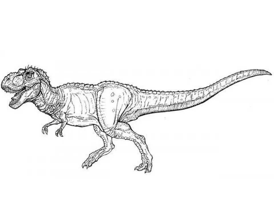 Desenho deTyranossaurus Rex 8 para colorir