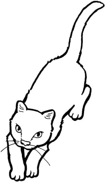 Desenho deUm Gato para colorir