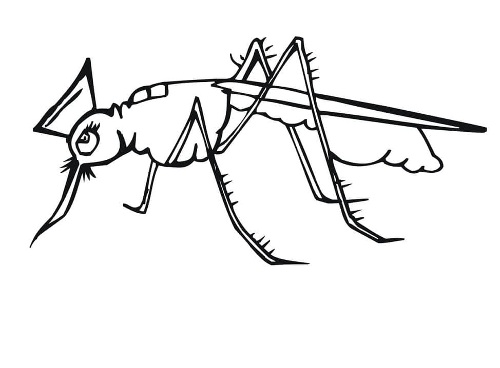 Desenho deUm Mosquito para colorir