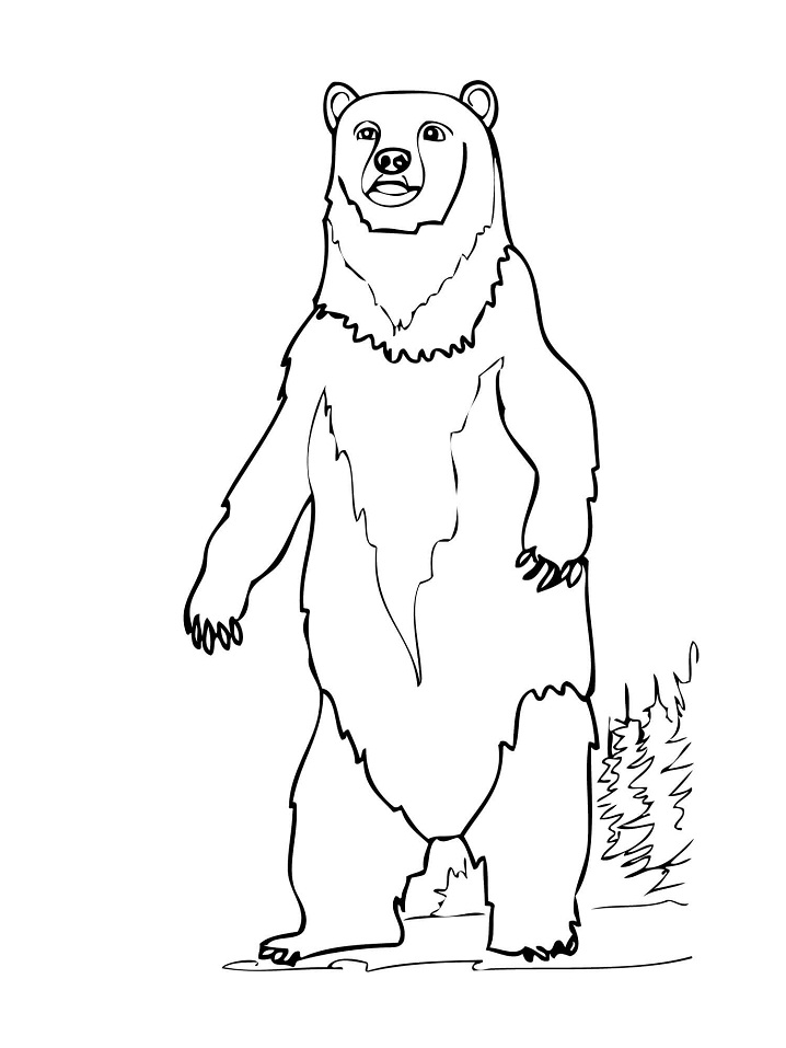 Desenho de Urso Marrom 1 para colorir