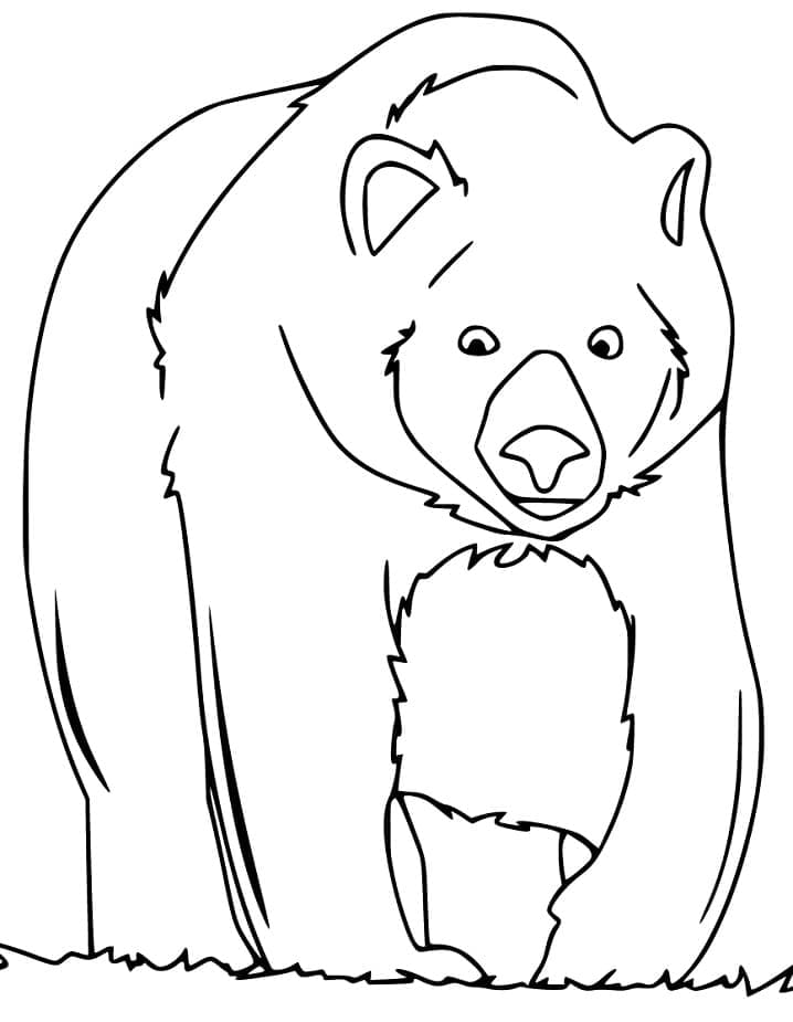 Desenho de Urso Pardo 4 para colorir