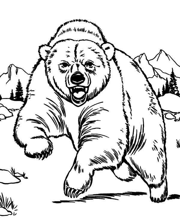 Desenhos de Urso para colorir