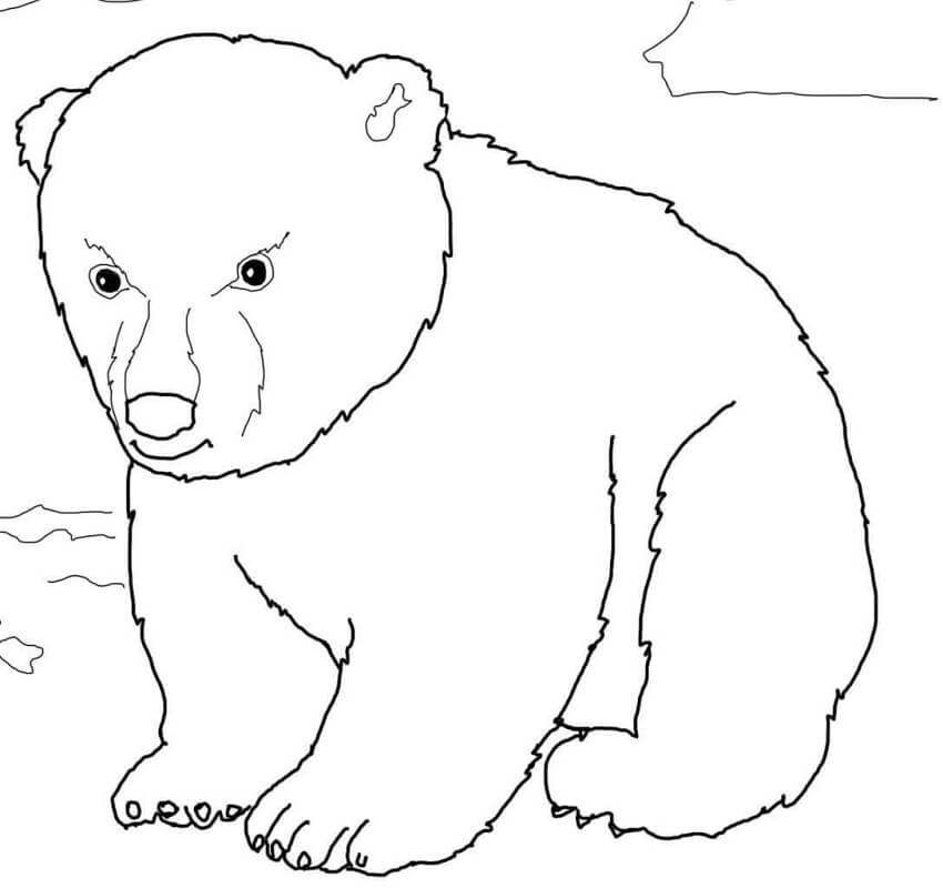 Desenho deUrso Polar Fofo para colorir