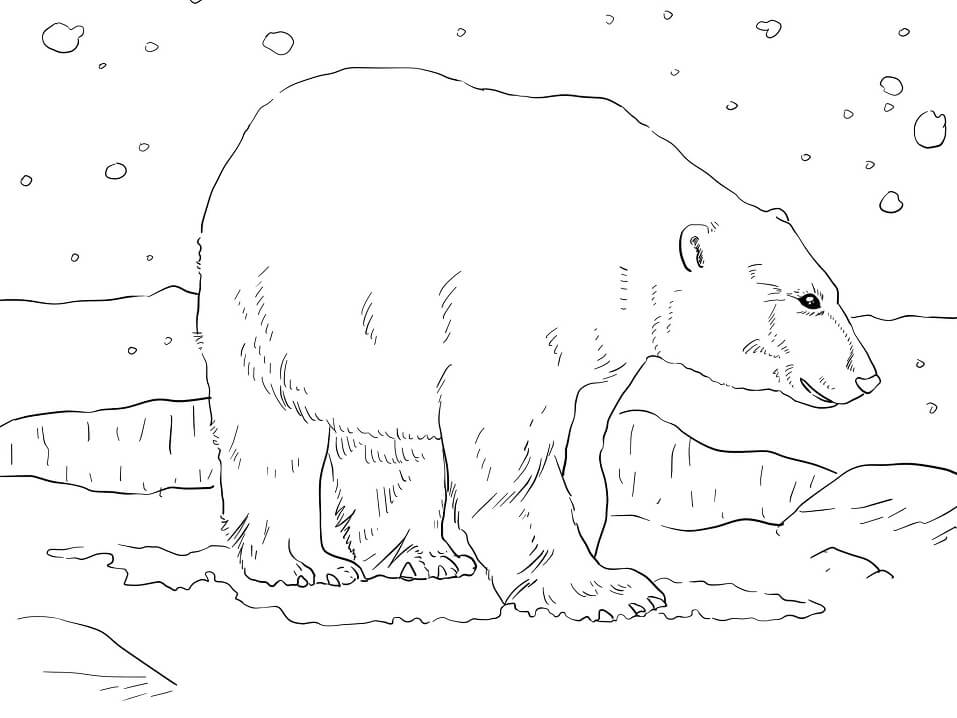 Desenho de Urso Polar 1 para colorir