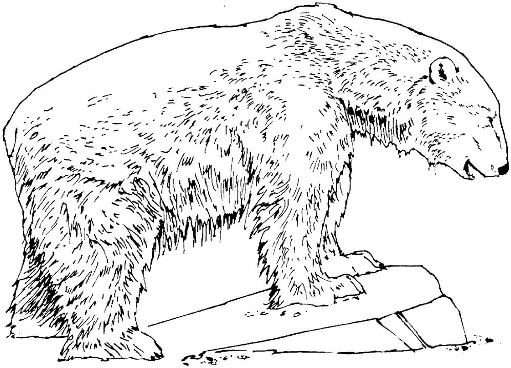 Desenho de Urso Polar 4 para colorir