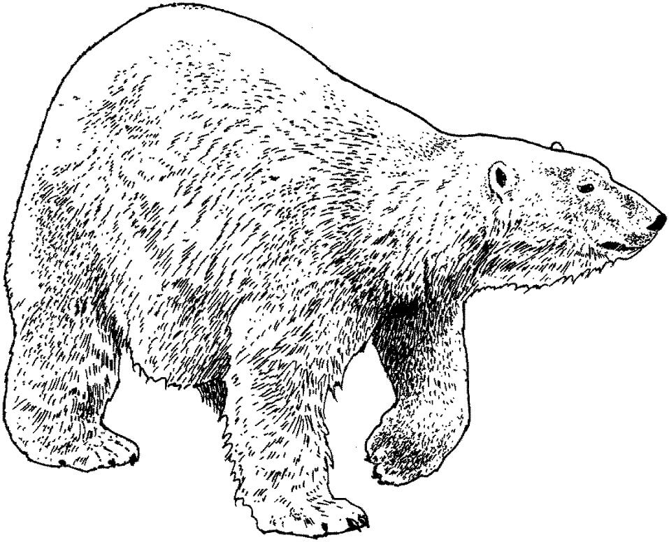 Desenho de Urso Polar 5 para colorir