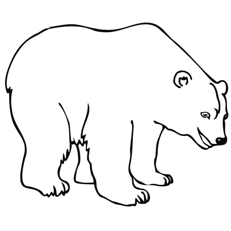 Desenho deUrso Polar 6 para colorir