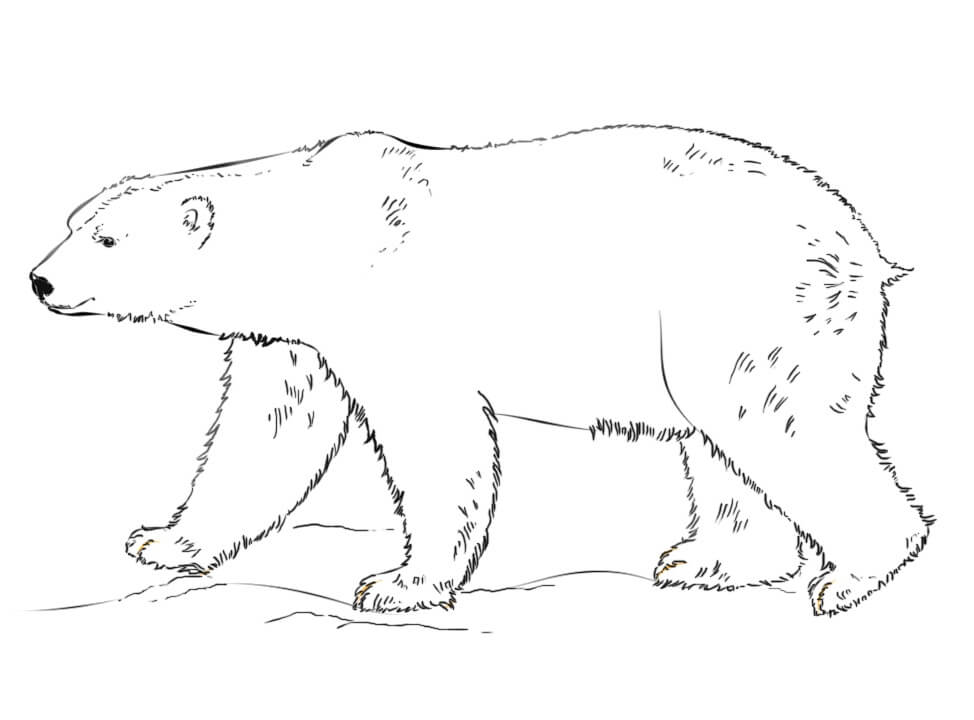 Desenho de Urso Polar 7 para colorir