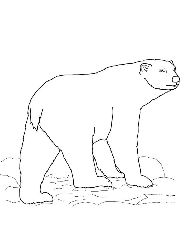 Desenho de Urso Polar 8 para colorir