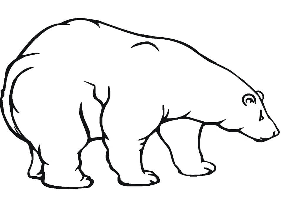 Desenhos de Urso Polar para colorir