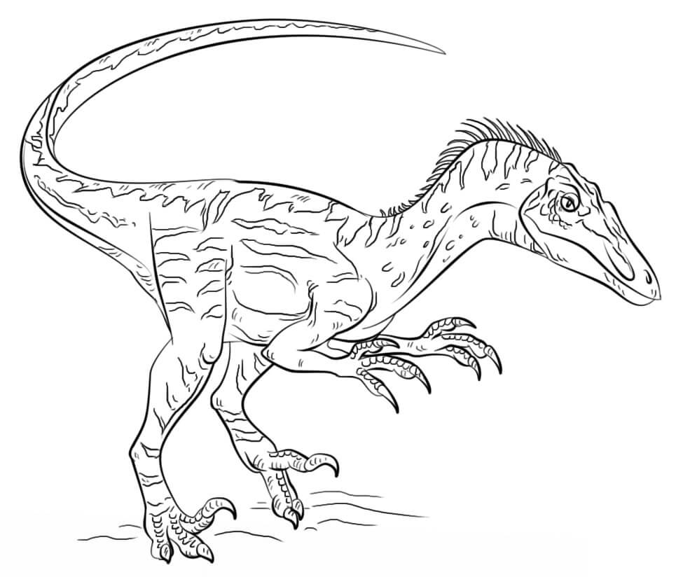 Desenho deVelociraptor para colorir