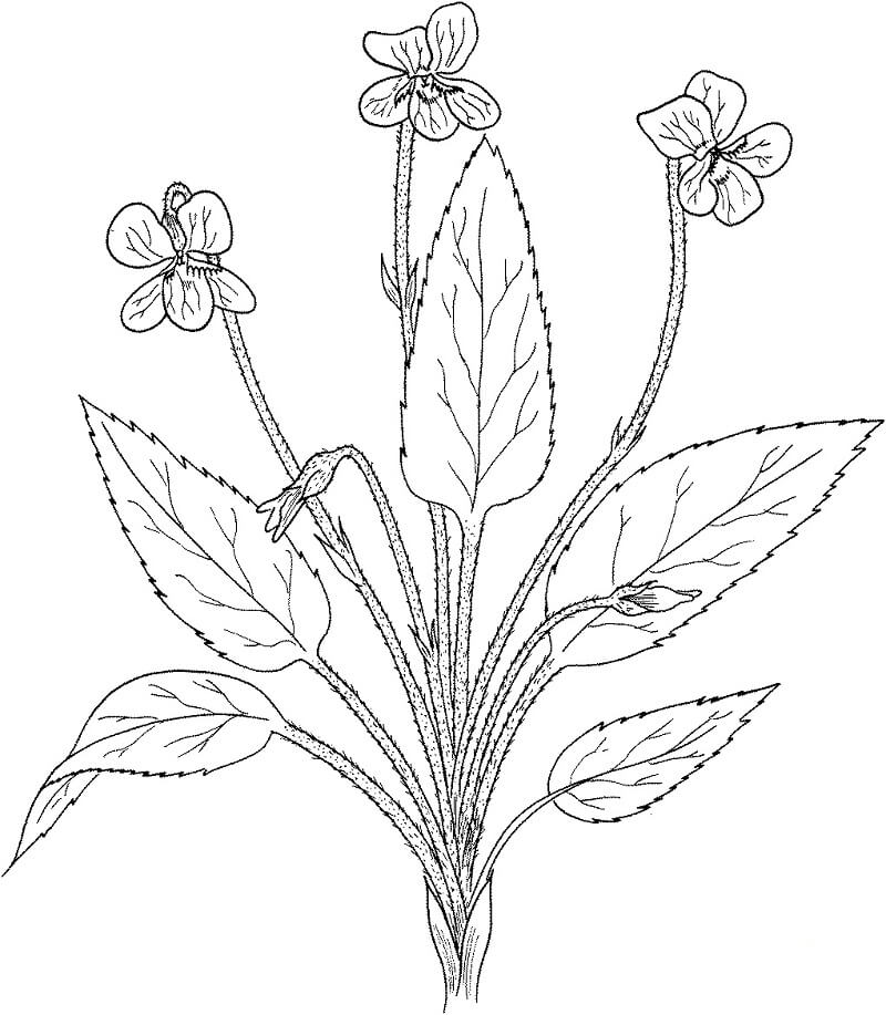 Desenho de Viola Fimbriatula para colorir