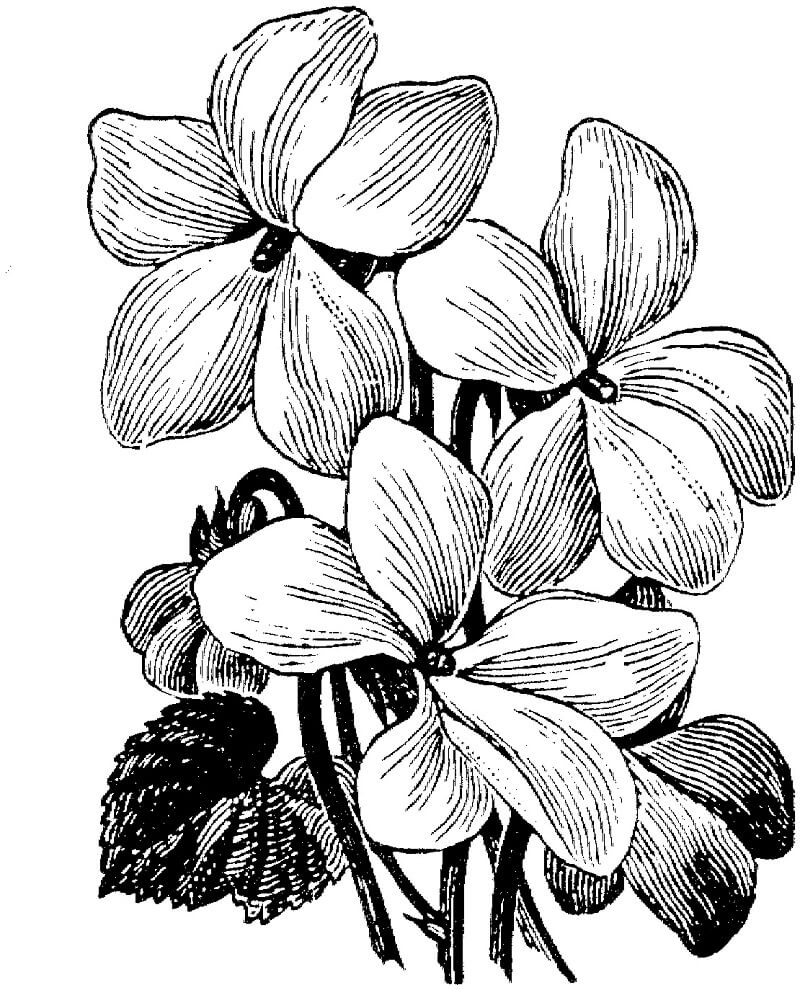 Desenho de Violeta-branca para colorir