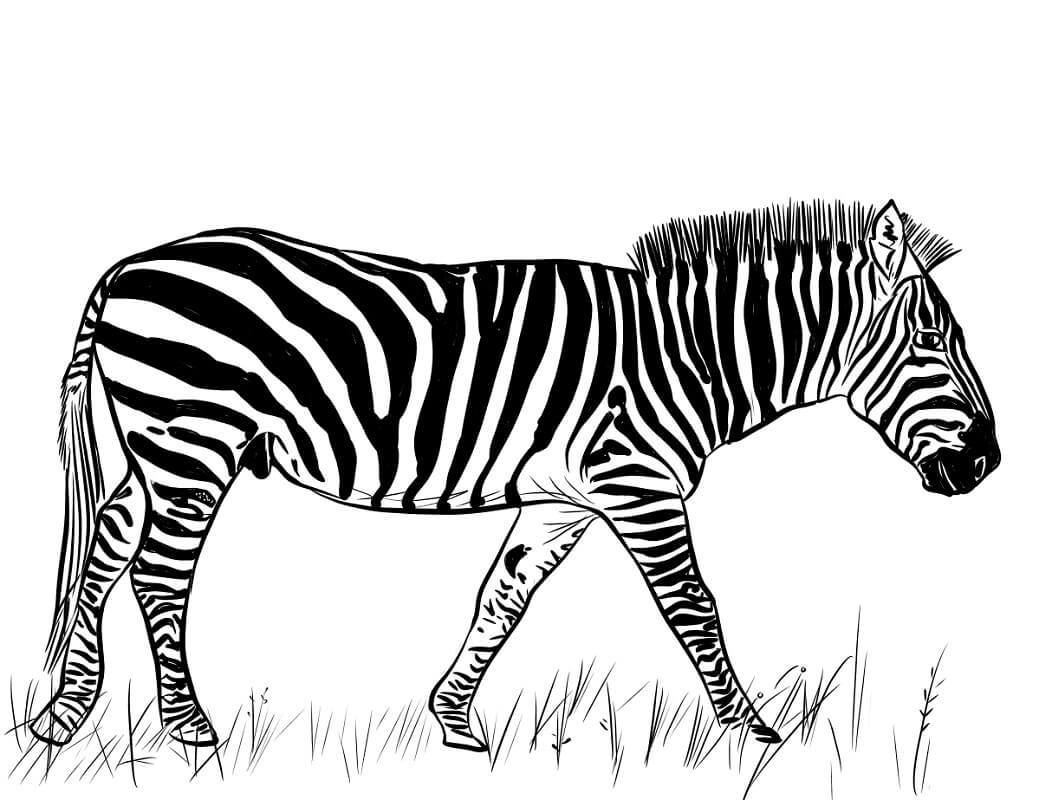 Desenho deZebra Normal 4 para colorir