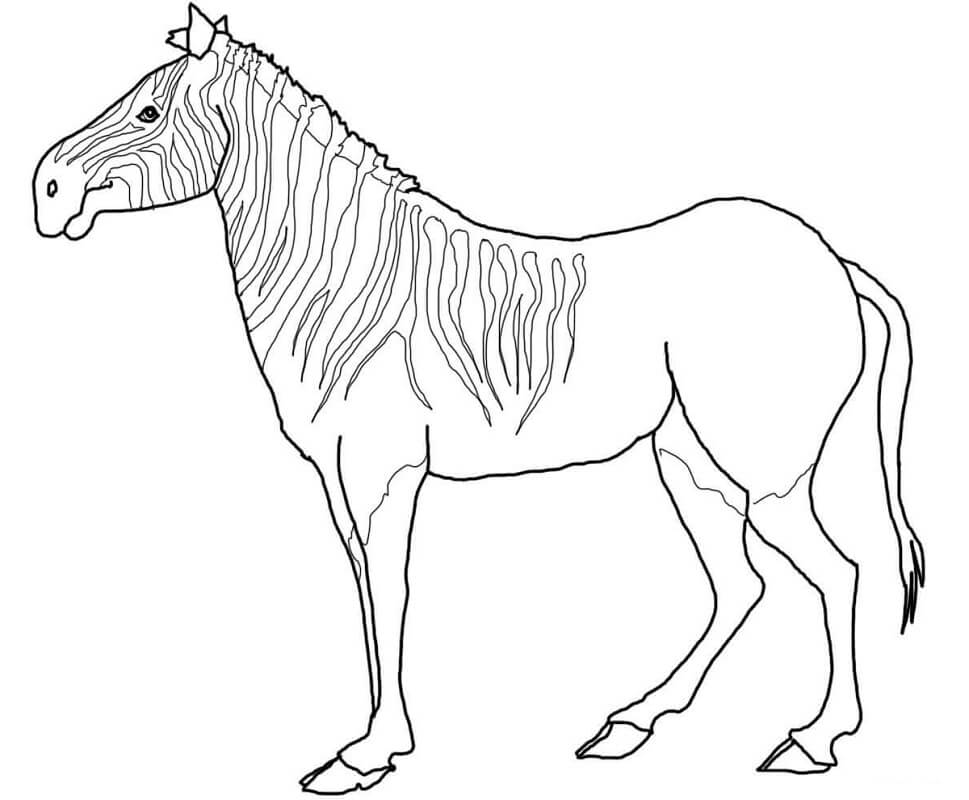 Desenho deZebra Normal 5 para colorir