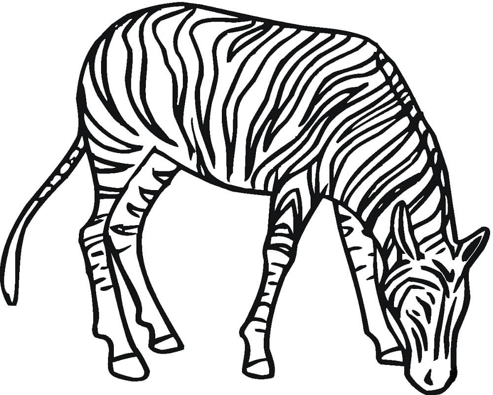 Desenho deZebra Normal para colorir